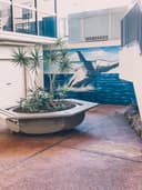 Coolangatta Whale