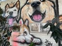 Puppies